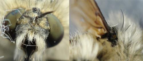 Bombylius venosus